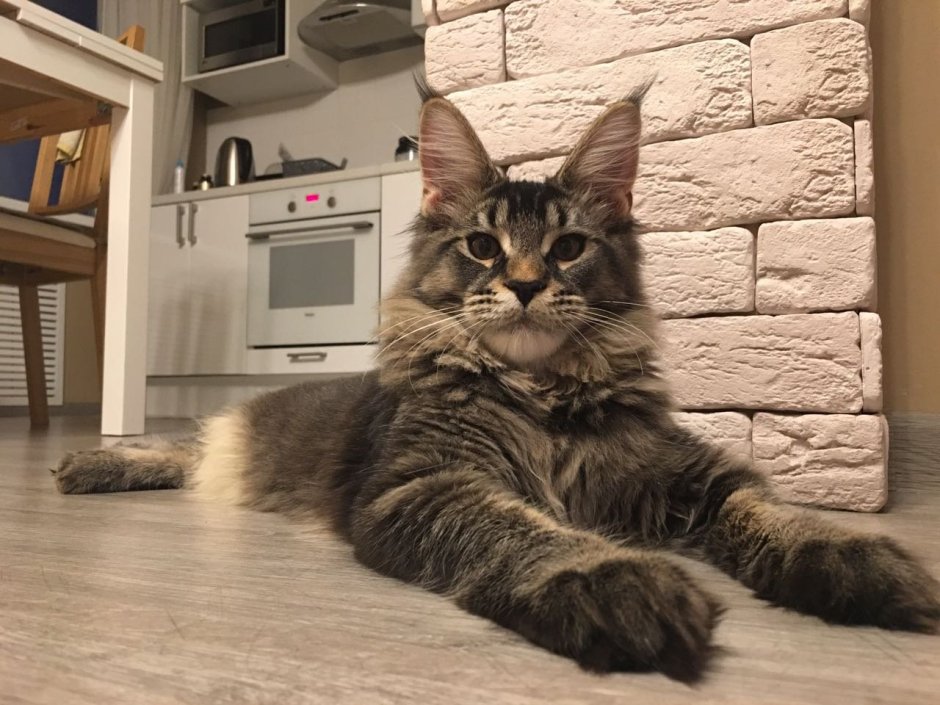 Кот Мейн кун дома