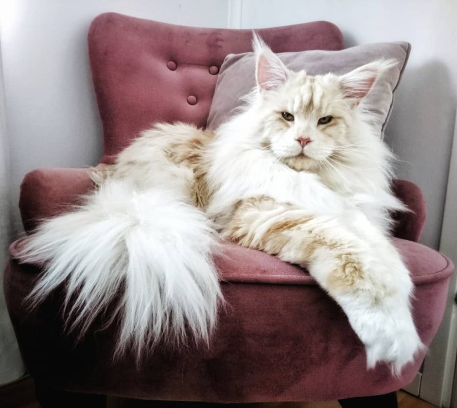 Кот Мейн кун Лотус