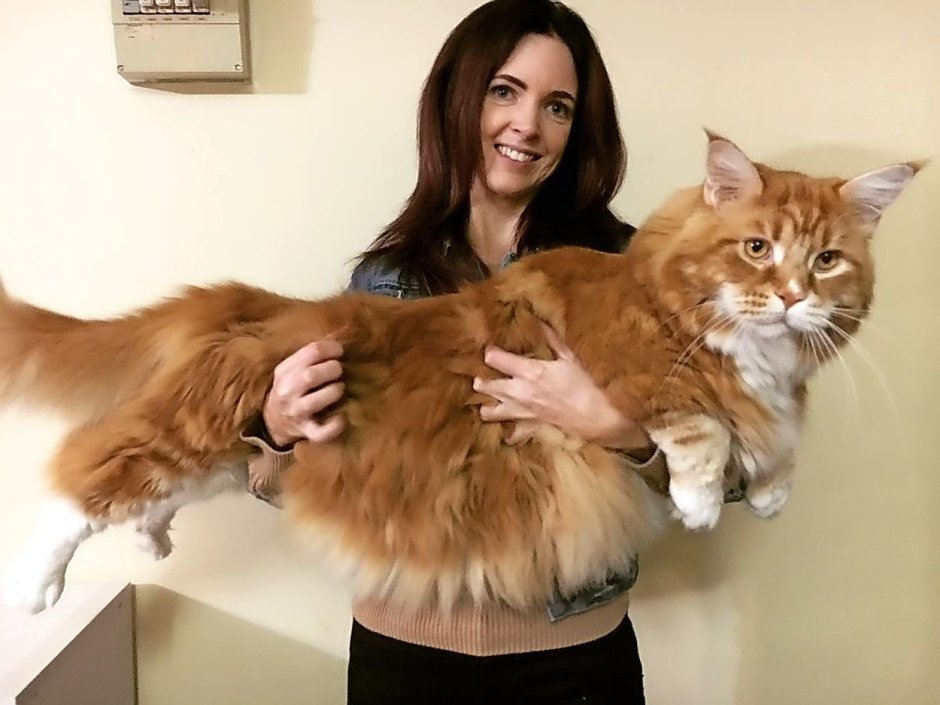 Самые большие кошки