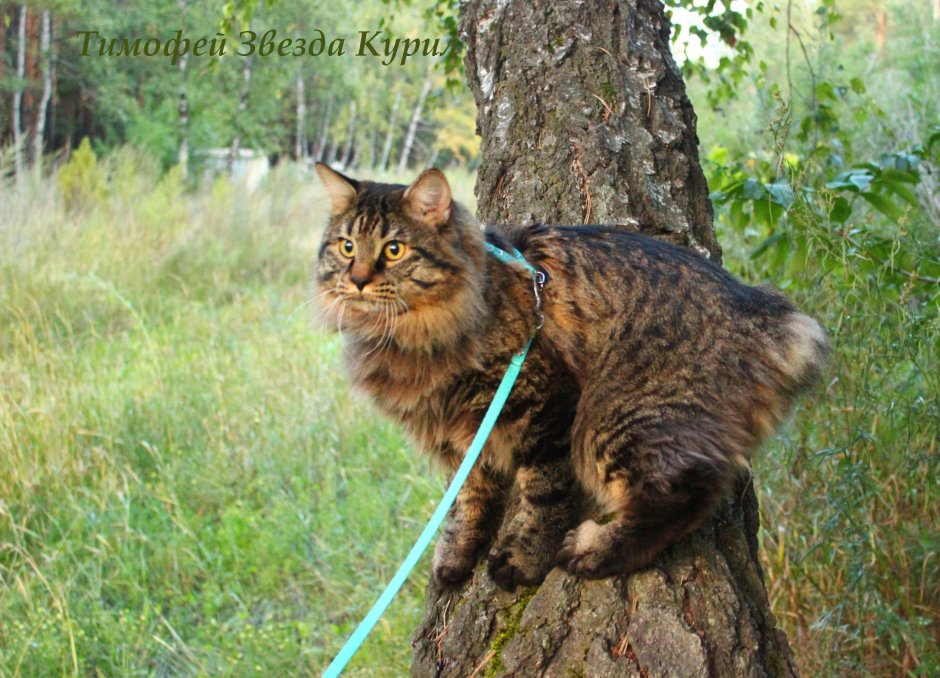 Курильский бобтейл дикий