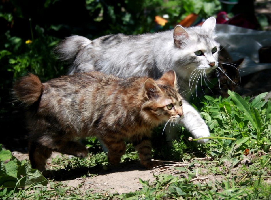 Дикий Курильский кот
