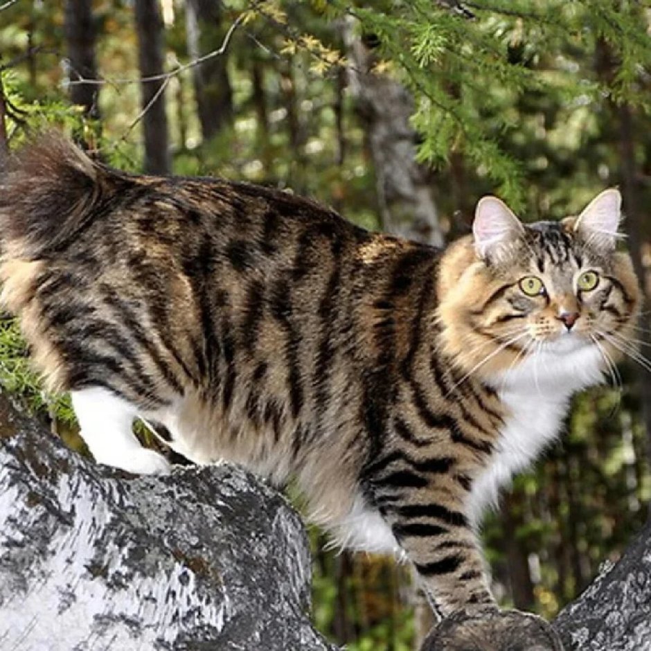 Камышовый кот Курильский бобтейл