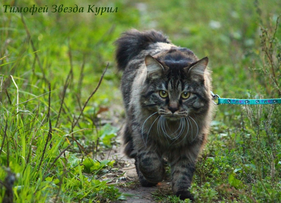 Тимофей звезда Курильский бобтейл курил