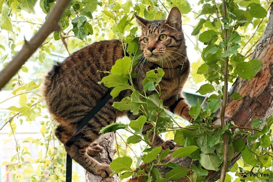 Дикий Курильский кот