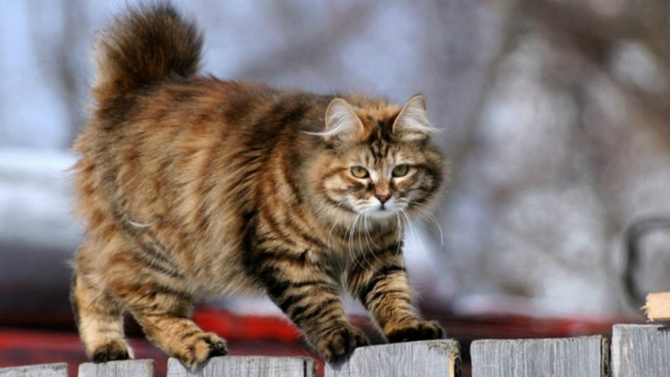 Курильский бобтейл