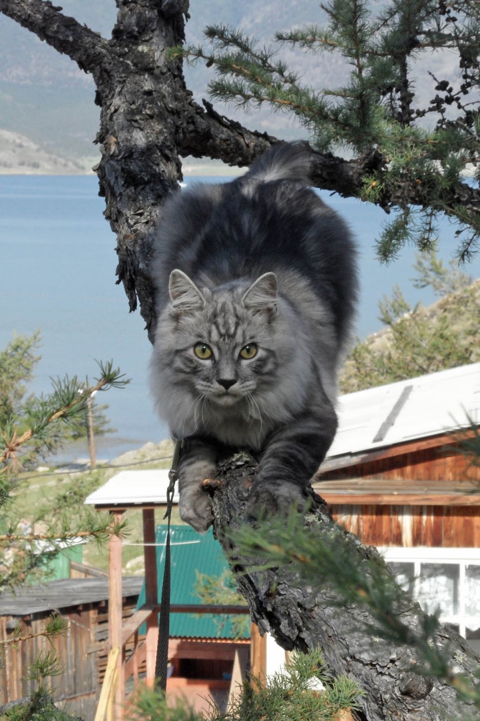Большие коты Байкал