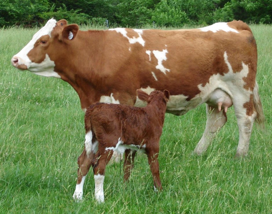 Simmental Fleckvieh