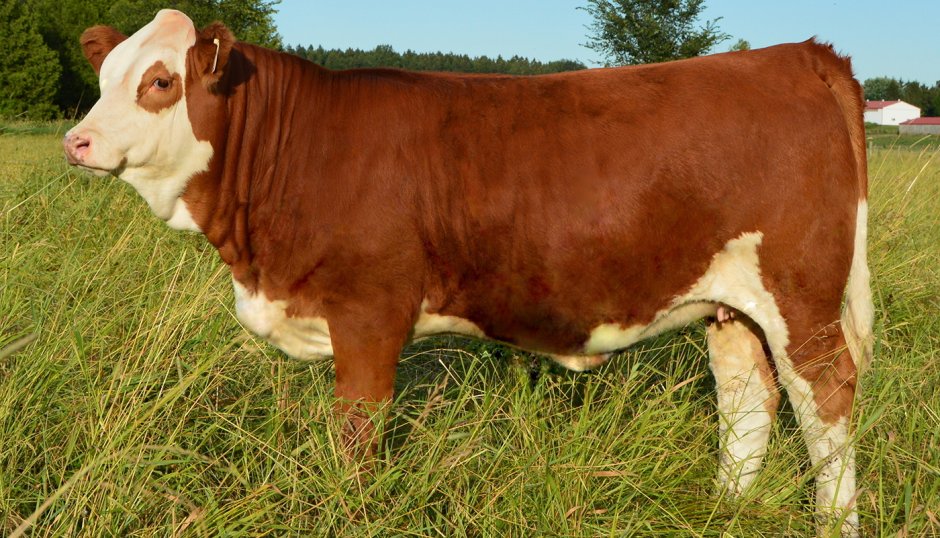 Fleckvieh Cattle