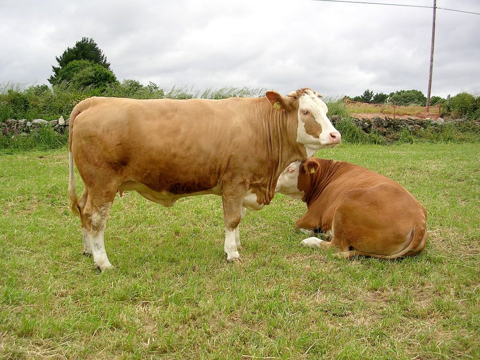 Simmental Fleckvieh