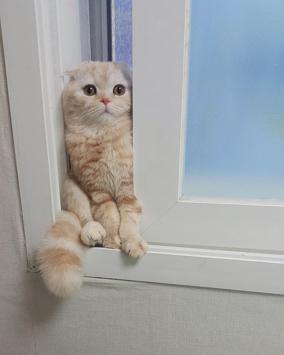Скоттиш фолд грей