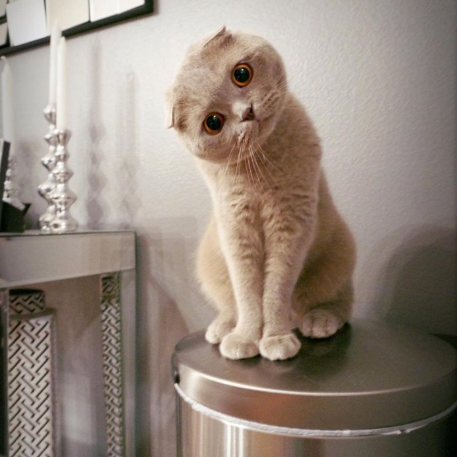Манчкин фолд скоттиш килд