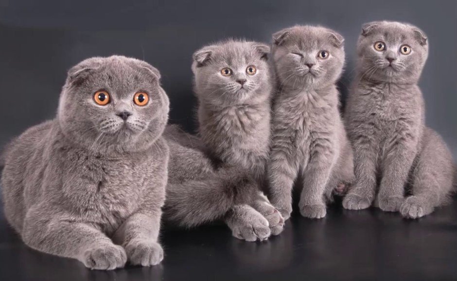Шотландская вислоухая кошка черная полосатая