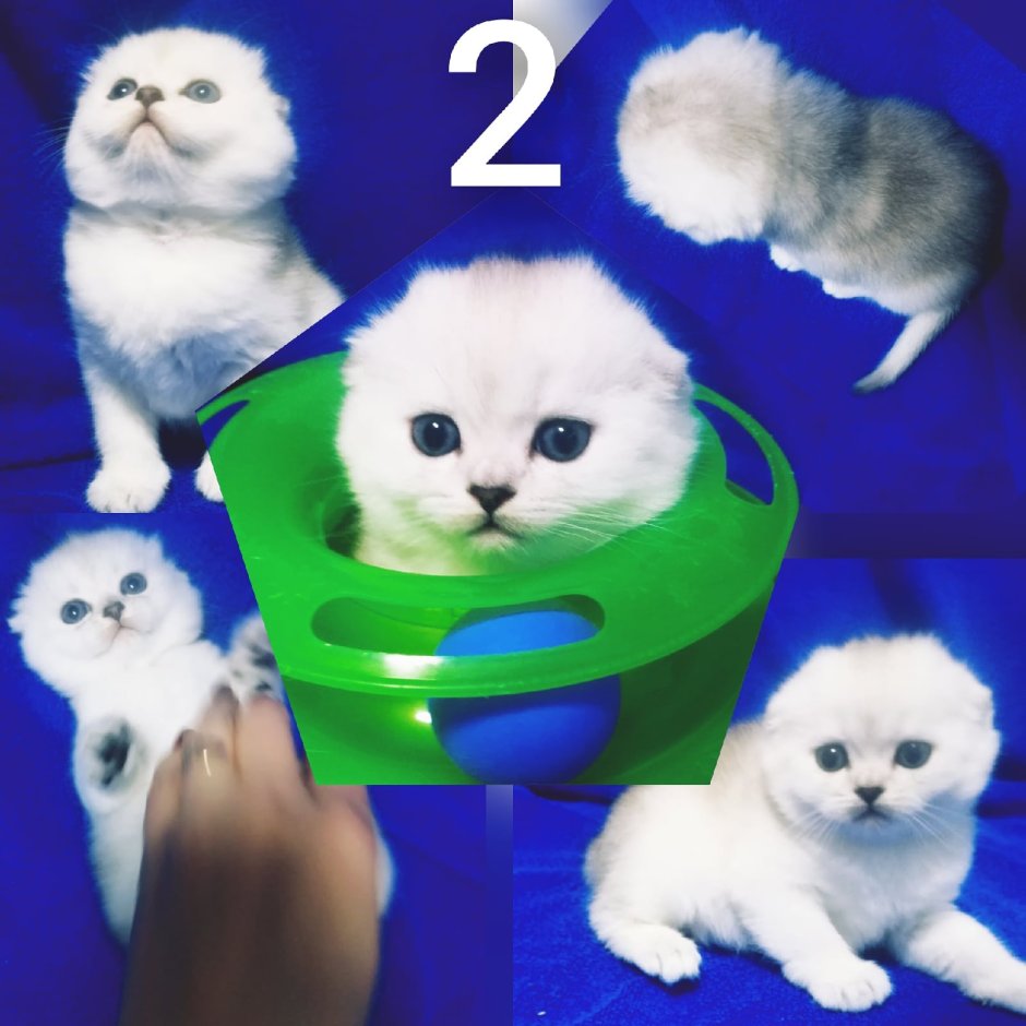 Породы кошек с названиями