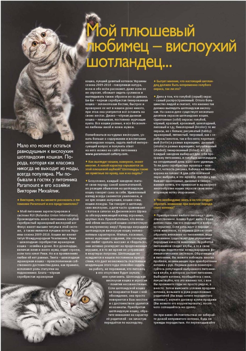 Чем кормить шотландского котенка