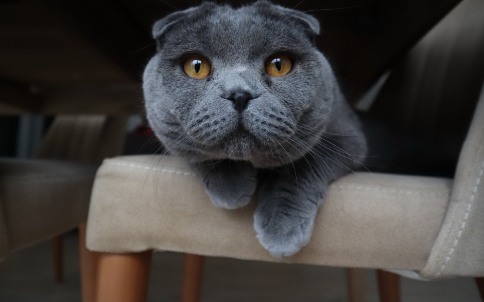 The Scottish Fold Blue Cat