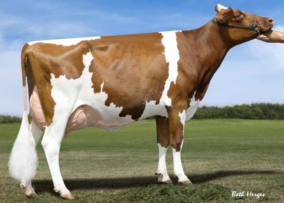 Polled Holsteins