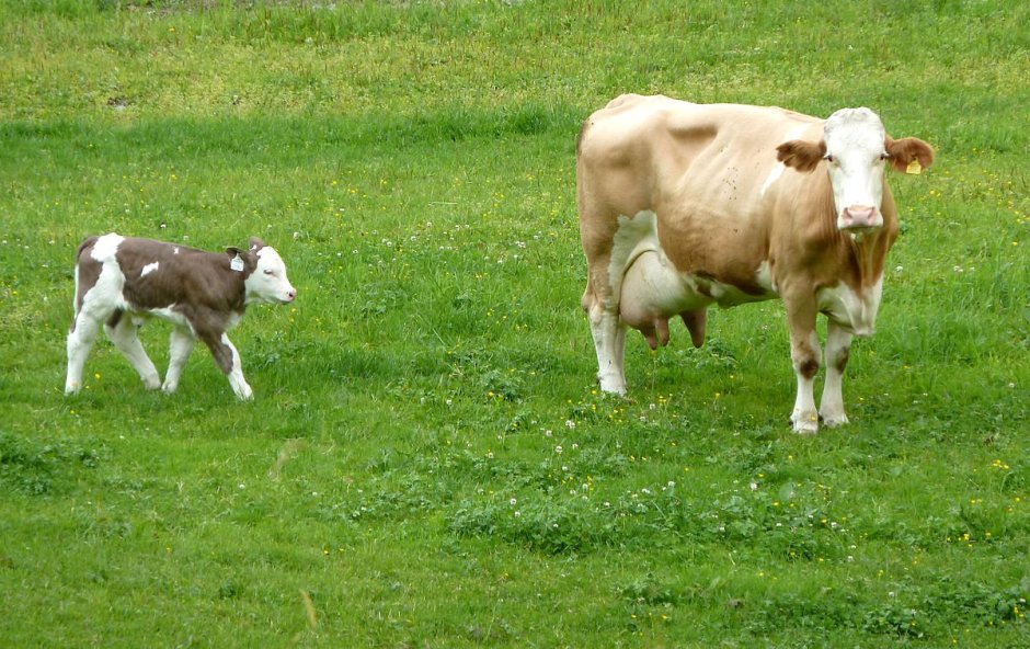 Fleckvieh Calf