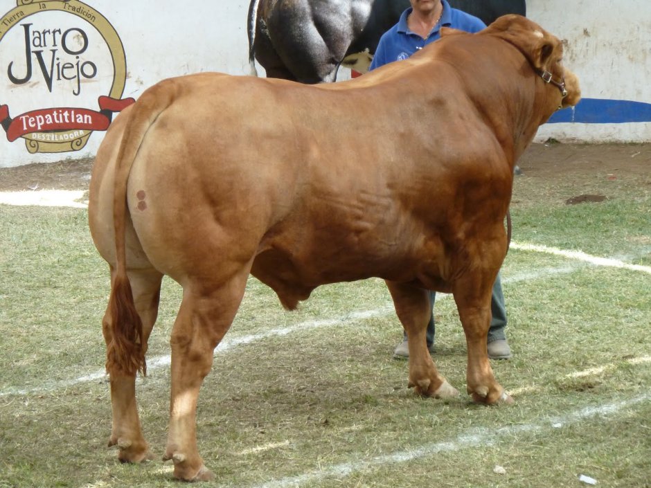 Бельгийский Blue bull