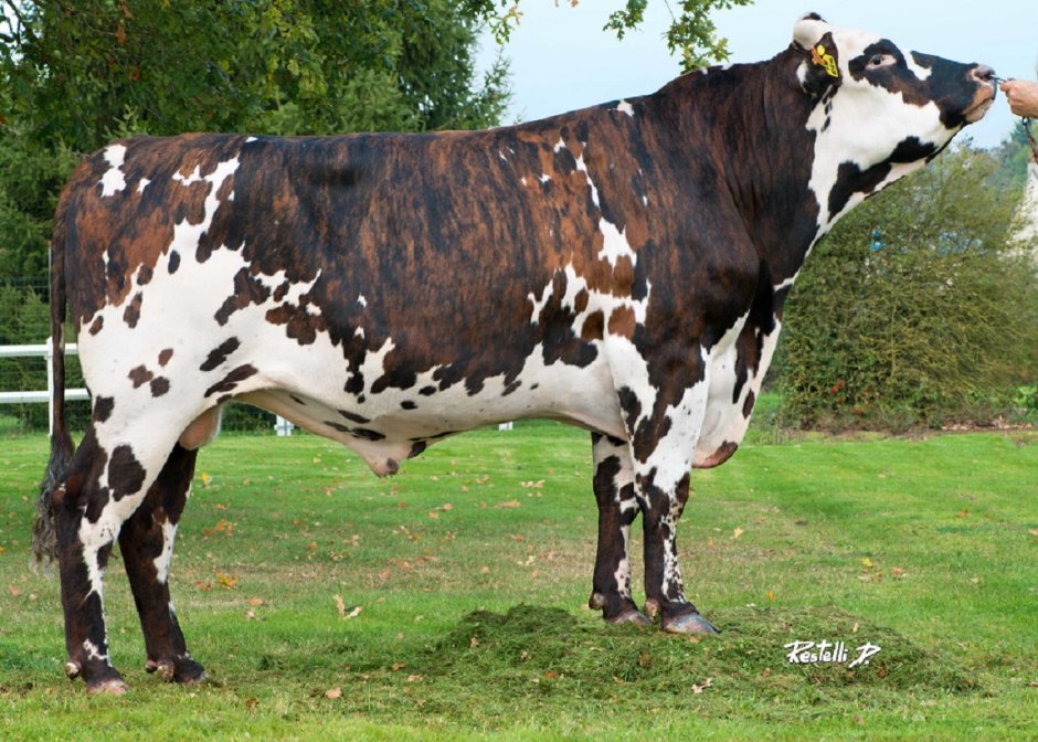 Mix Breed bull