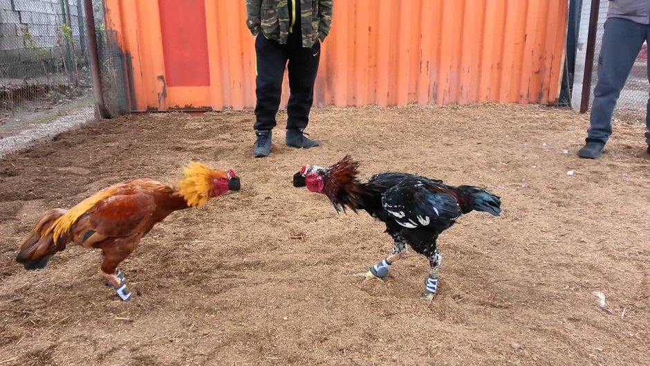 Бойцовые породы петухов Шамо