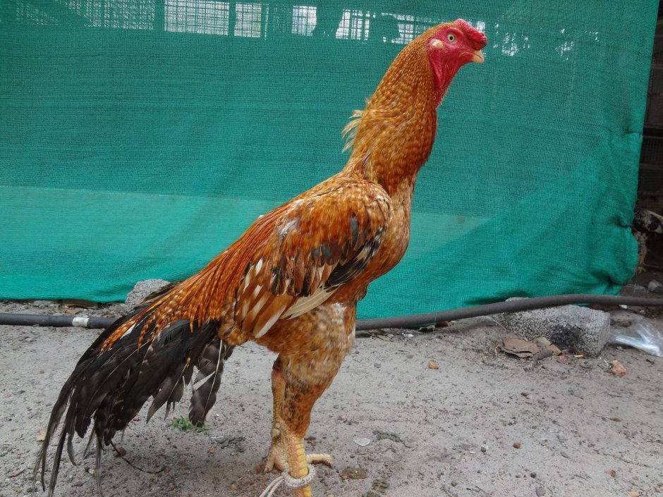 Королевский Азиль