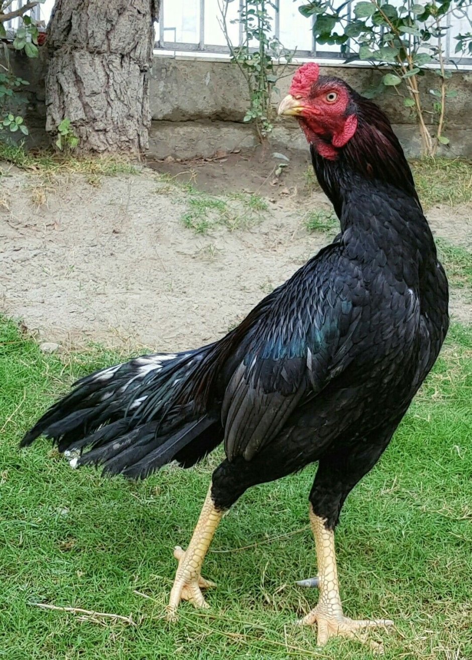 Shamo Aseel