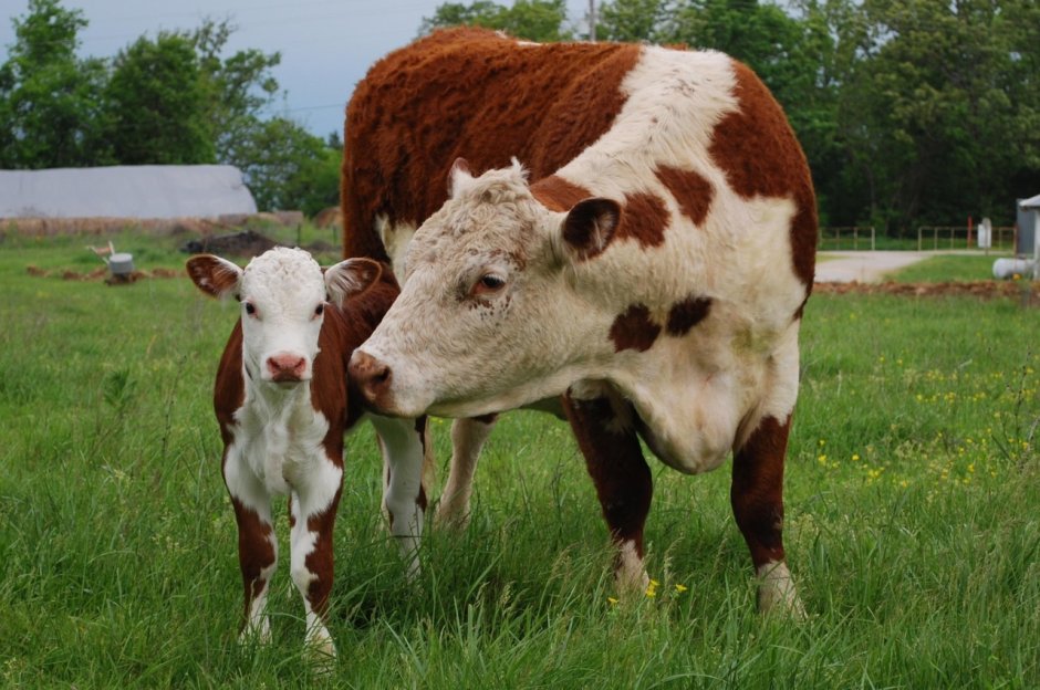 Hereford Cattle