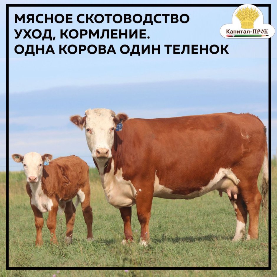 Герефорды нетели племенные