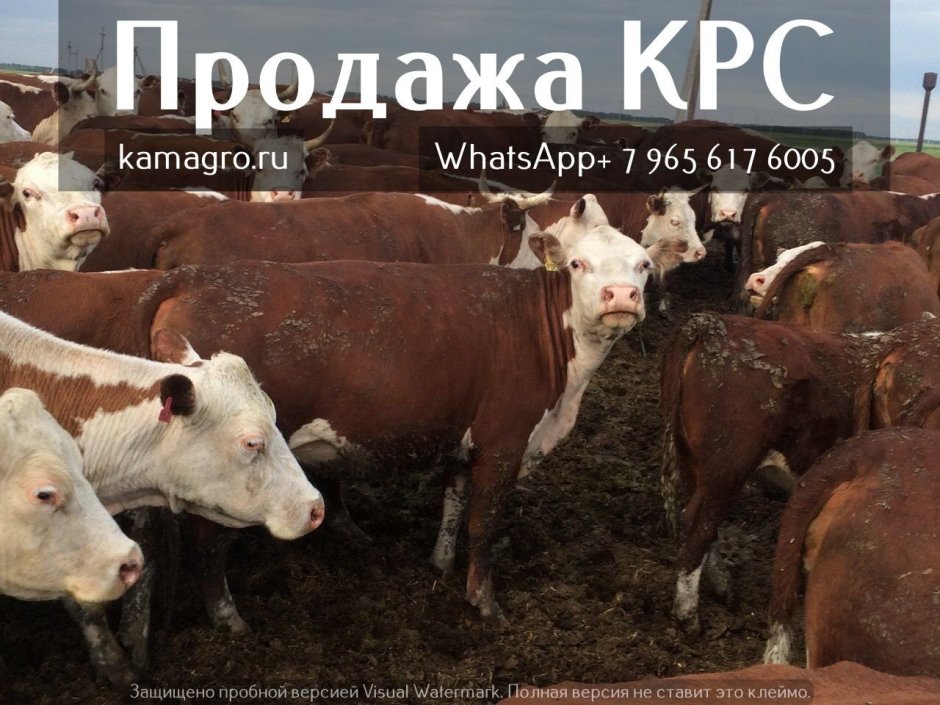 Герефорд КРС нетели