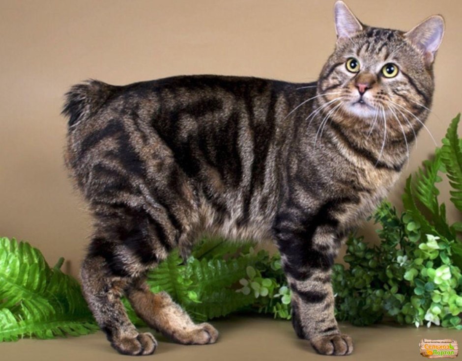 Кот Курильский бобтейл