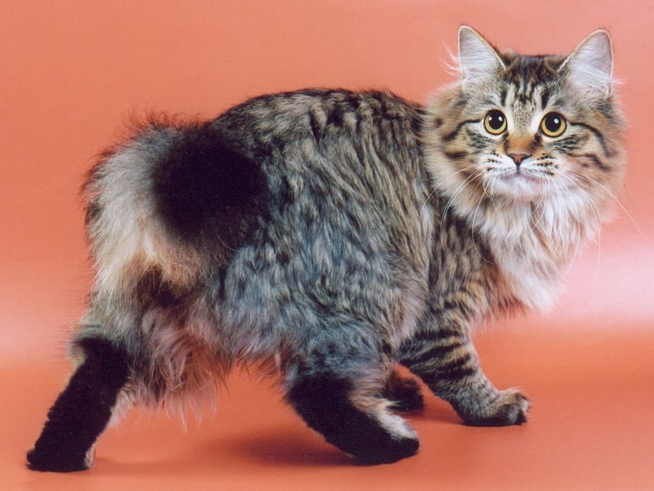Коты Курильский бобтейл