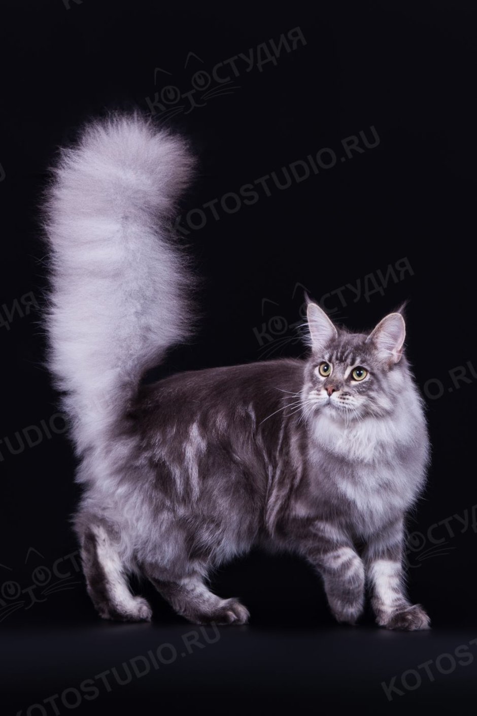 Мейн кун серебристый табби