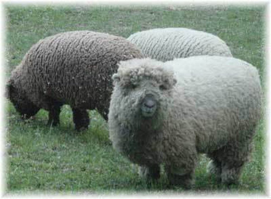 Baby Doll Sheep порода овец