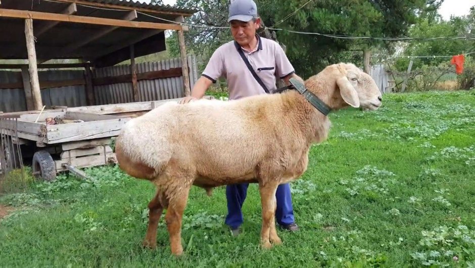 Баран гиссарской породы