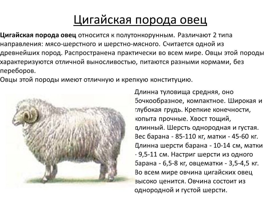 Цигайская порода овец презентация