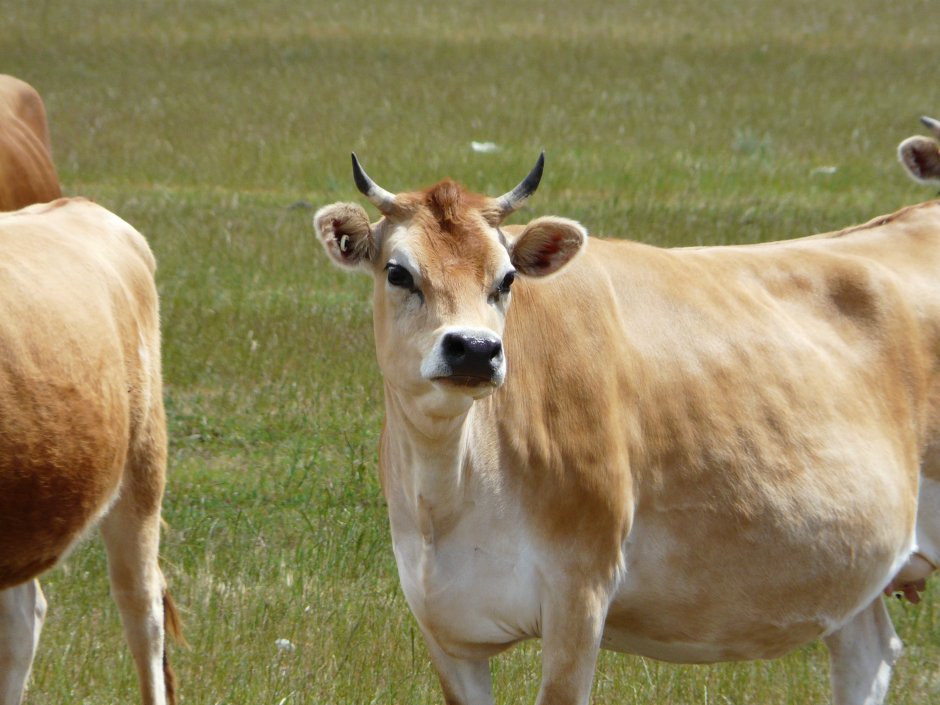 Джерсейская порода / Jersey Cattle