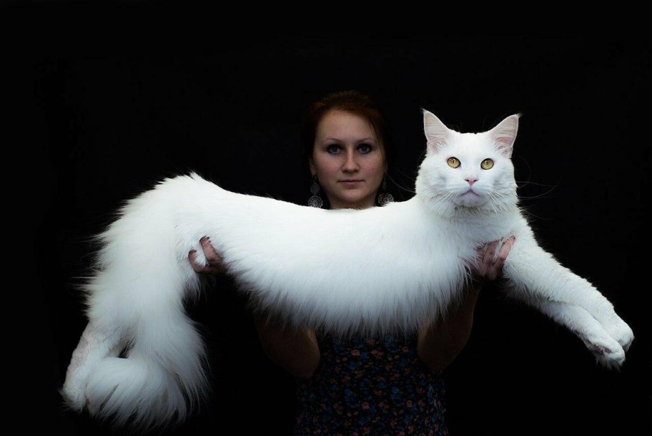 Белая кошка Мейн кун