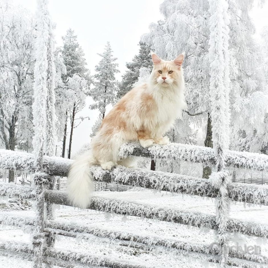 Кот снежок Мейн кун