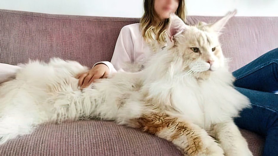 Самая большая кошка в мире Мейн кун