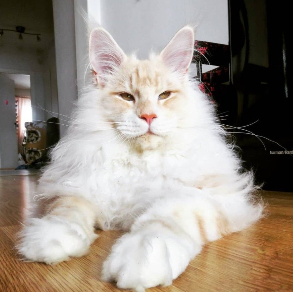 Кот Мейн кун