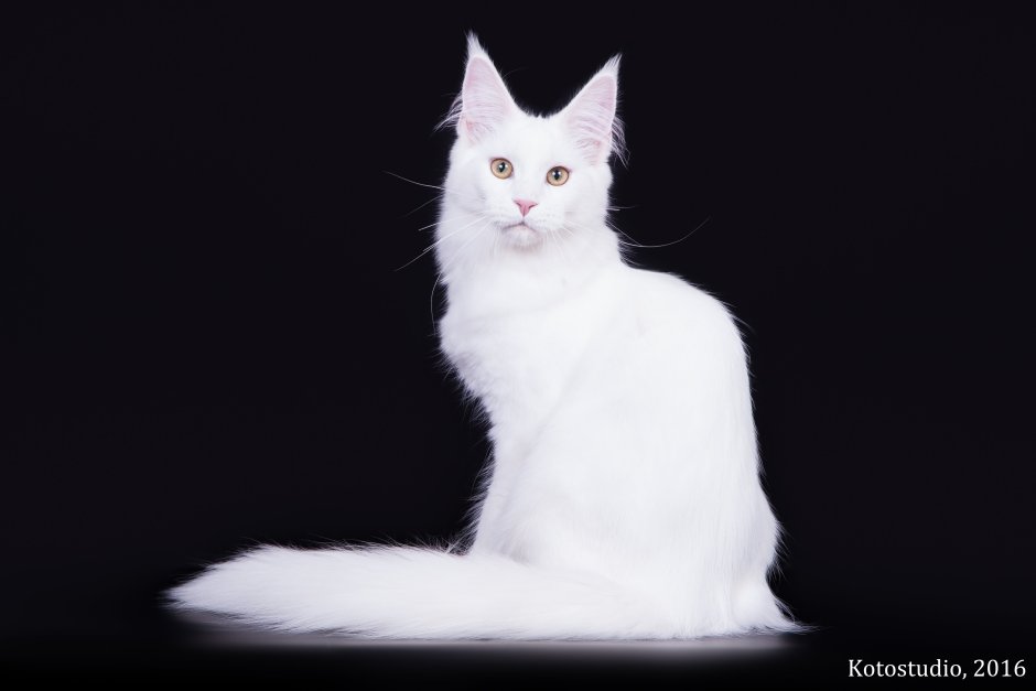 Белый котенок Мейн куна