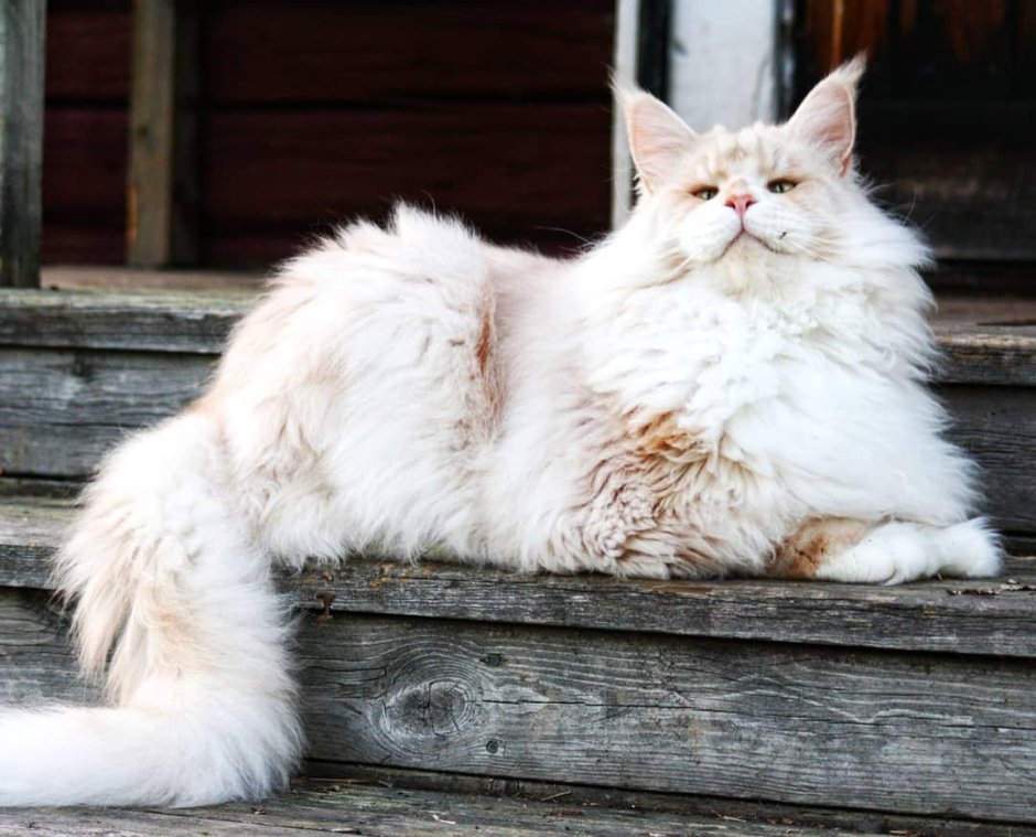 Кот Лотос Мейн кун