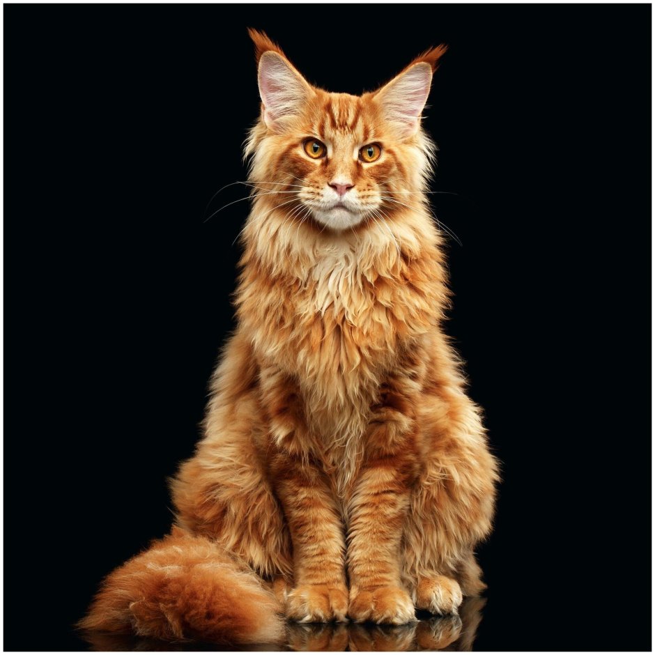 Сидящий кот Мейн кун