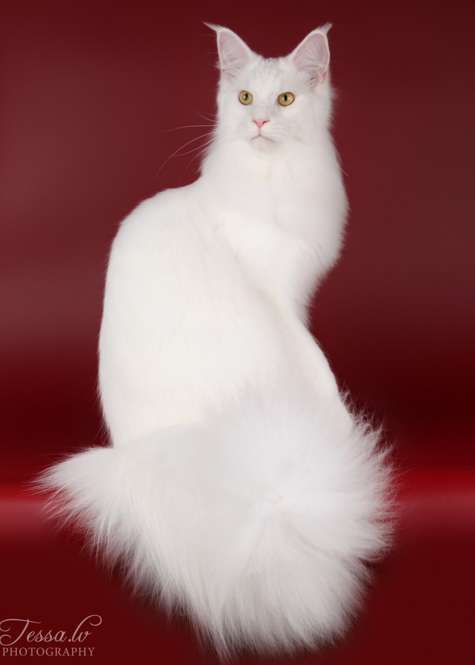 Белая кошка Мейн кун