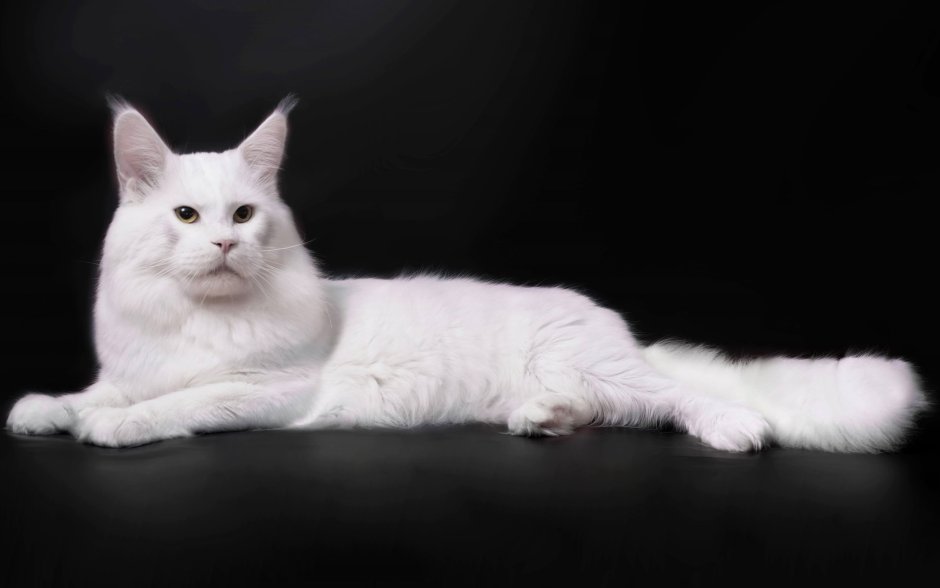 Белая кошка Мейн кун