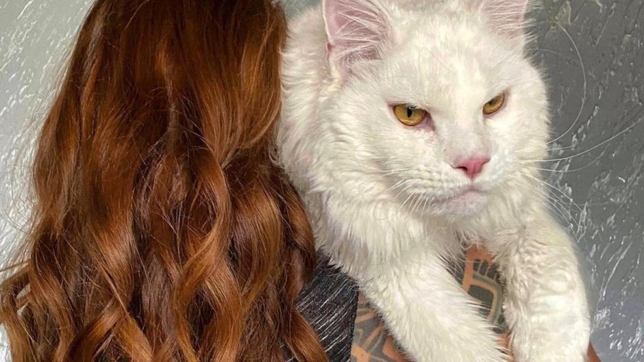 Кот кефир Мейн кун