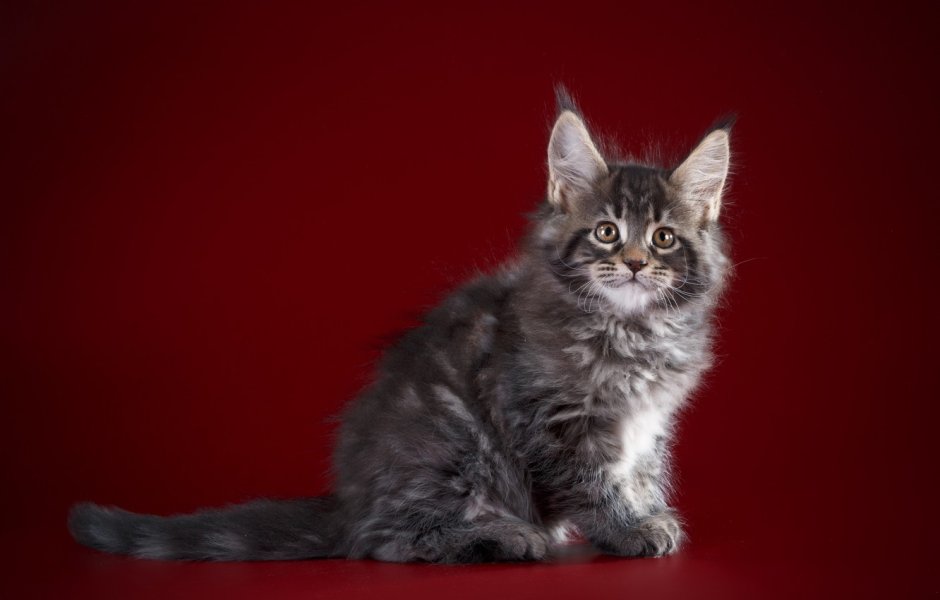 Мейн кун маленький котенок
