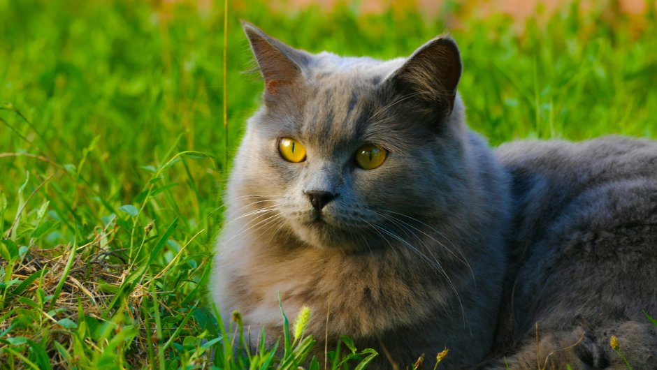 Шартрез кот рыжий