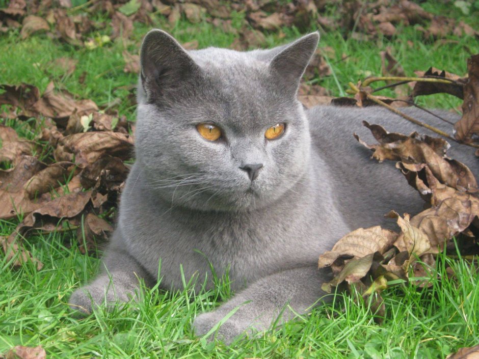 Картезианская кошка шартрез