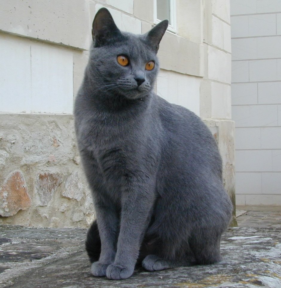 Картезианский шартрез